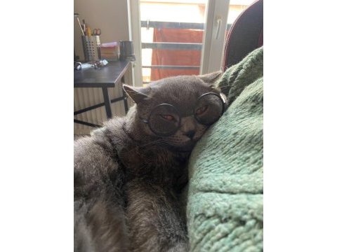 Arif yuva arıyor british shorthair