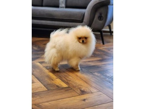 7 aylık show class erkek üst kalite pomeranian