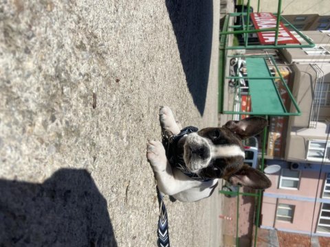 French bulldog dişi