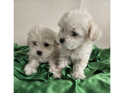 Teacup maltese köpekler