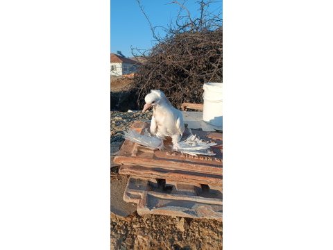 Malatya paçalısı oynar gezer güvercin salınıktır