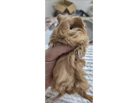 Safkan tek renk sheltie ginepig bebek