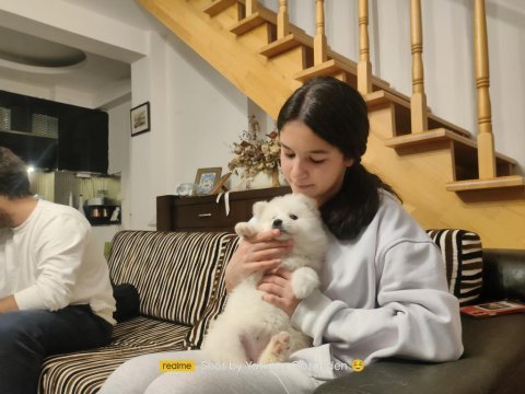 25 ocak doğumlu safkan samoyed (çiftlik üretimi değiller)