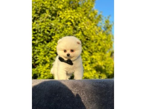 Sevimli pomeranian boo bebekler