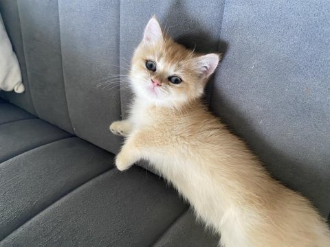 Ny12 dişi british shorthair bebekler