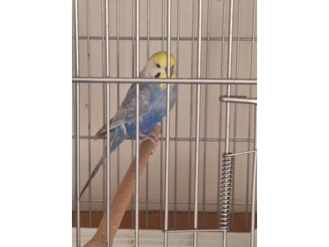 Erkek rainbow muhabbet kuşu