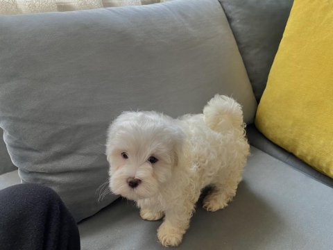 Mini boy show kalitede safkan maltese terrier
