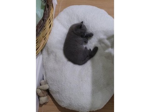 Yavru british shorthair