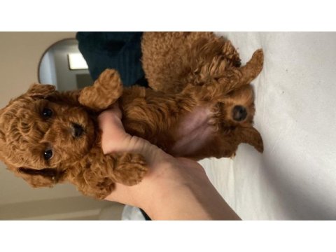 Dişi koyu renk poodle