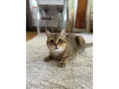 British shorthair erkek kedimiz