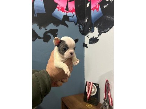 Safkan french bulldog yavrularımız 45 günlük