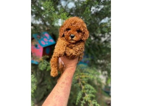 Red toy poodle yavru