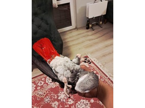Full evcil jako papaganımız