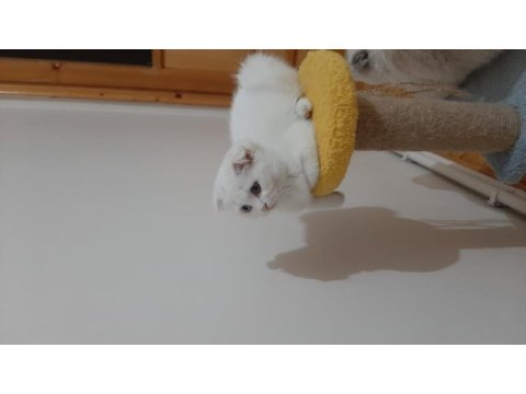 Scottish fold