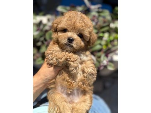 Aranılan güzellikte maltıpoo yavrum
