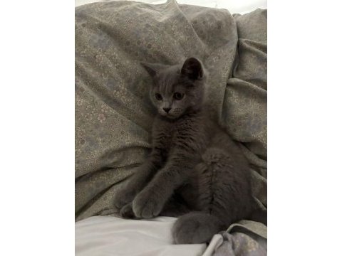 British shorthair erkek 4 aylık