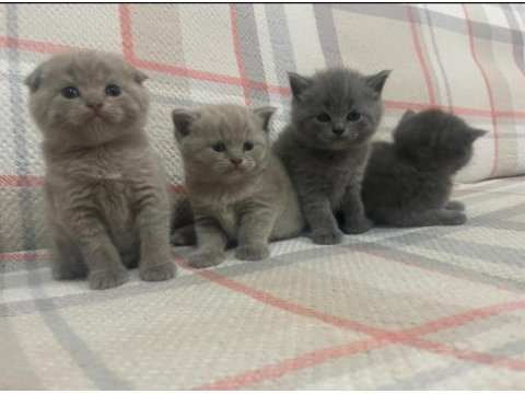 40 günlük safkan a kalite british shorthair yavrular