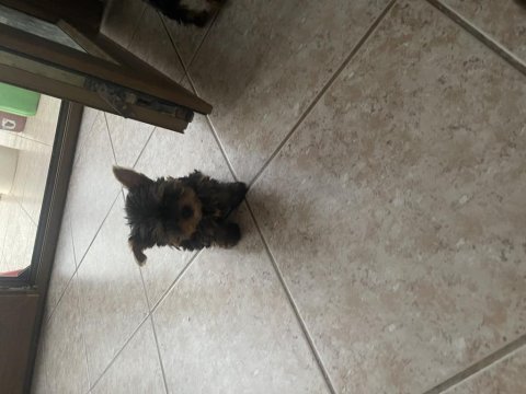 Wc eğitimli safkan yorkshire terrier bebekler