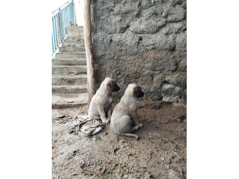 Sivas merkezden ilk aşıları yapılmış kangal