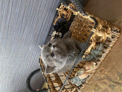 British shorthair gri