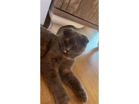 5.5 aylık güzeller güzeli bir dişi scottish fold