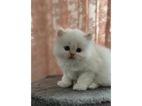 Beyaz chinchilla