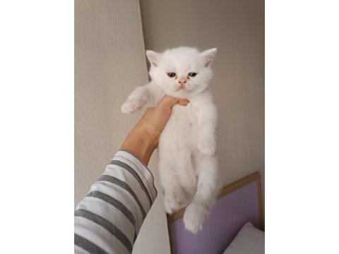 Şecereli british shorthair