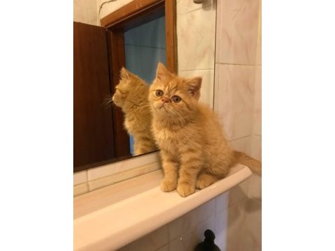 Scottish straight longhair erkek ve scottish fold shorthair