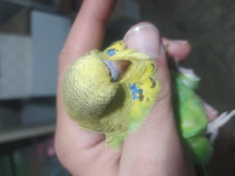 Show jumbo muhabbet kuşu