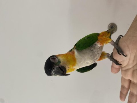 Oyun hamuru maskot siyah kafa caique