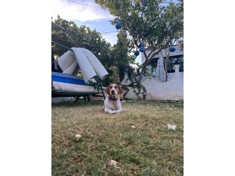 Bal böceği köpeğim