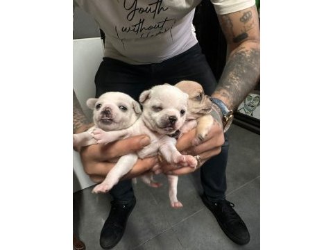 Orjinal chihuahua yavrular