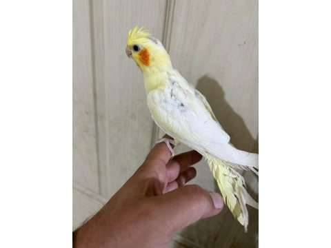 47 günlük full evcil lutino bebek sultan papağanı