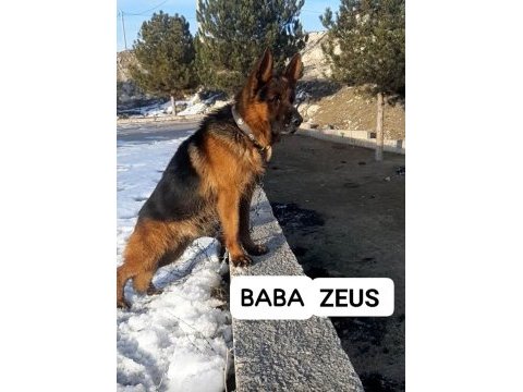 Alman çoban köpeğimiz