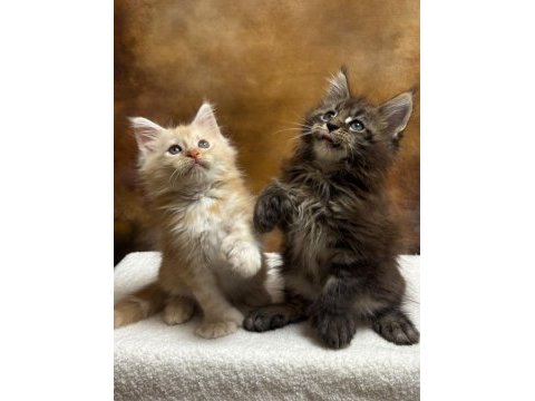 Mco polydactyl erkek ve dişi wcf kayıtlı maine coon