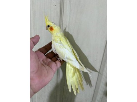 51 günlü kusursuz lutino bebek sultan