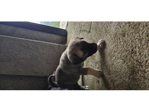 Ücretsiz sahiplendirilecek köpeğimiz