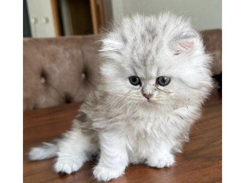 British longhair yavru