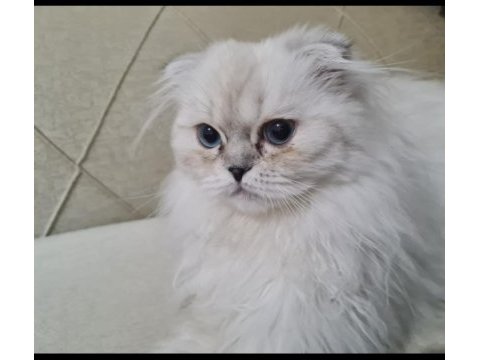 Oğlum yeni yuvasını arıyor scottish fold