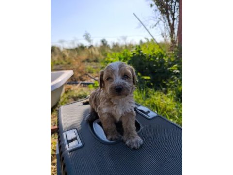 Masal gibi bir maltipoo dostluk sizi bekliyor