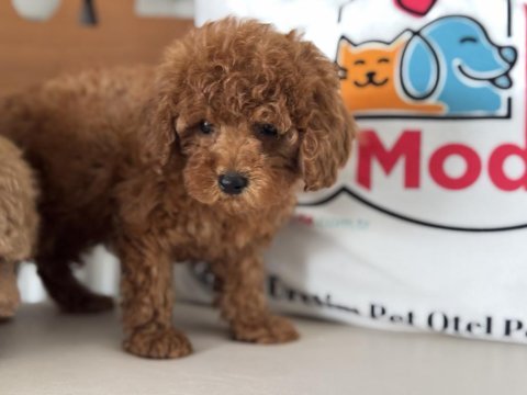 Petmode köpek çiftliğinde ziyarete açık toy poodle