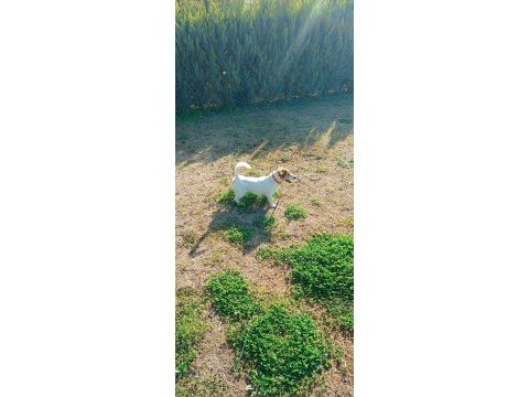 2 yaşında köpeğimiz maylo