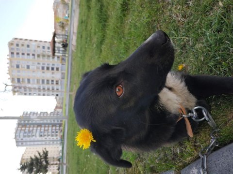 Rus finosu dişi köpeğimiz