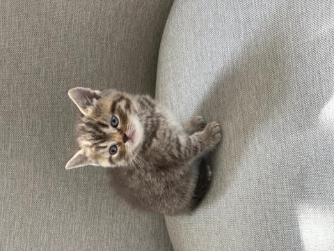 Golden tabby scottish straight