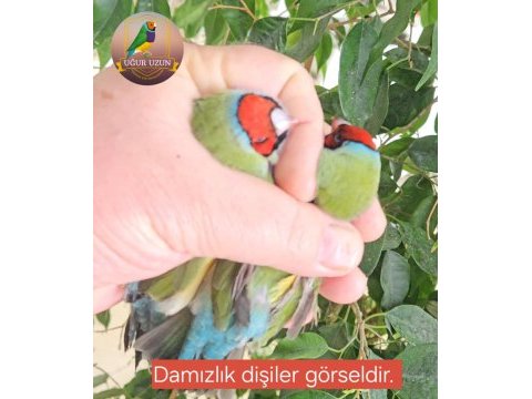 Şampiyondan üst seviye jumbo gouldian finch ispinoz