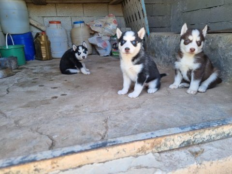 A kalite husky bebekler