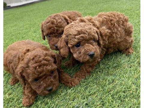 Poodle yavrular
