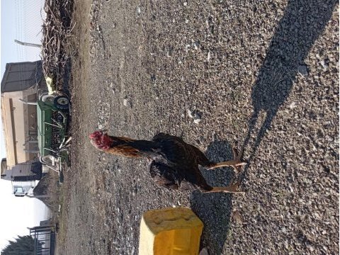 A kalitede hint horozları