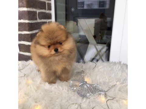 Pomeranian boo yavruları