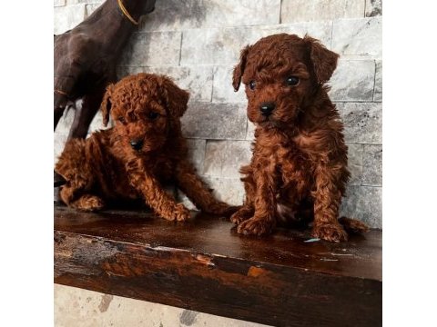 Tee cup toy poodle uygun